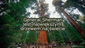 najwyzsze-drzewo-swiata-2