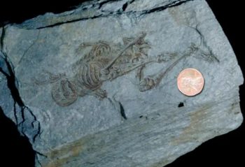 600-milionow-lat-szkielet-ludzki odkrycia
