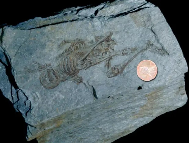 600-milionow-lat-szkielet-ludzki odkrycia